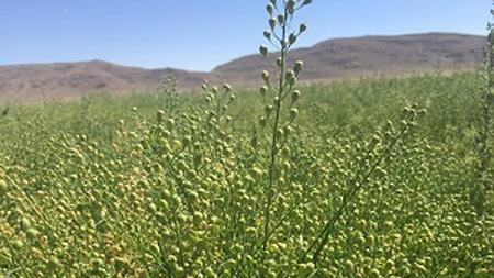 وزارت جهاد کشاورزی: گیاهان جدید برای تامین روغن و کنجاله مورد نیاز کشور کشت می شود