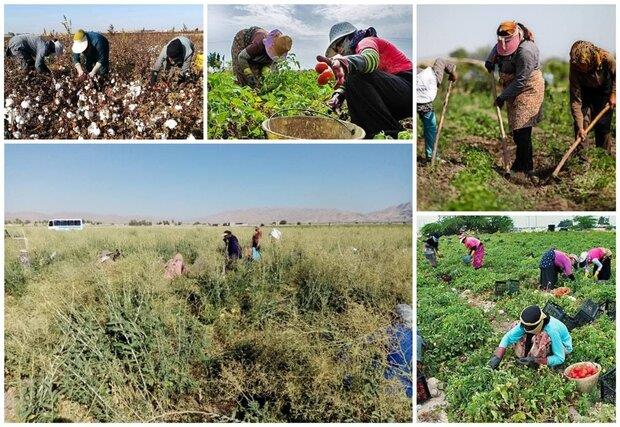 رئیس موسسه آموزش و ترویج کشاورزی خبر داد: ۵۰ هنرستان کشاورزی راه‌اندازی می‌شود