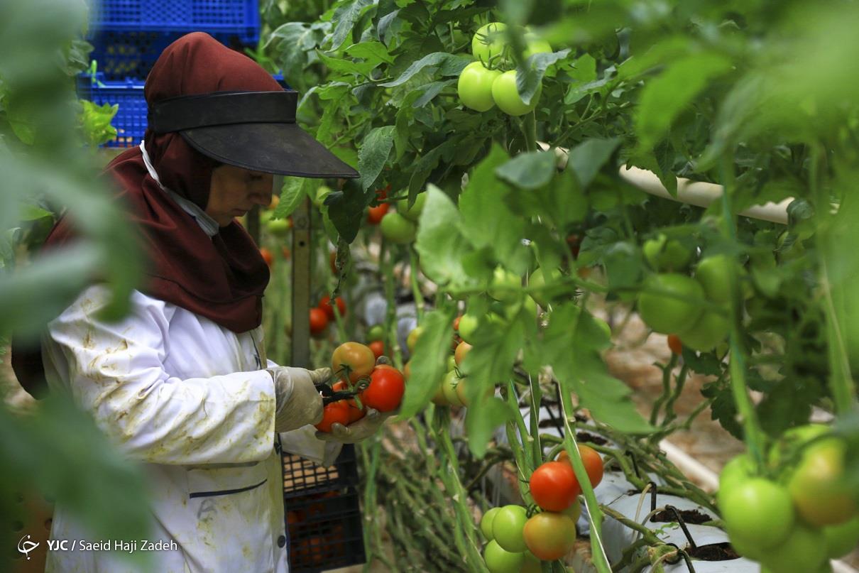 صنعت نساجی با ۵۰ درصد ظرفیت کار می کند قطع برق، یک چهارم باغات را سرگردان کرد