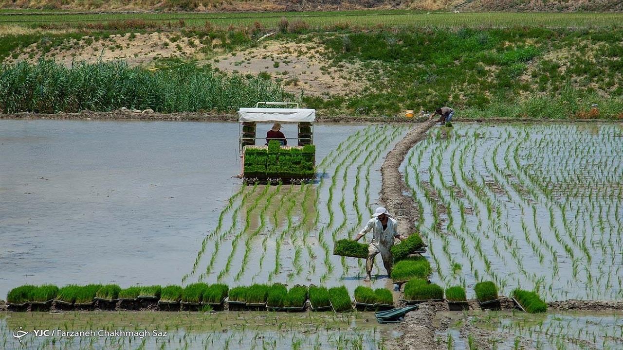 سایه خشکسالی بر سر شالیزارهای کشور تولید برنج تا چه حد کفاف نیاز داخل را می‌دهد؟ 