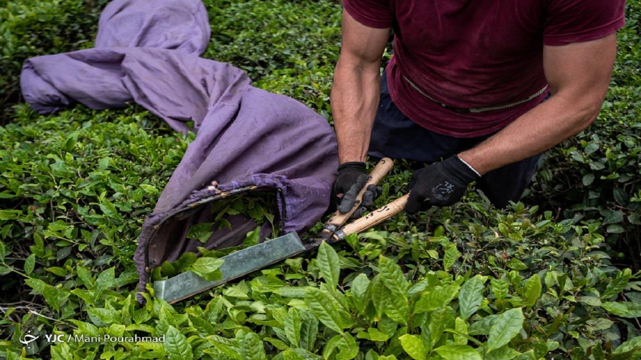 پرداخت ۷۱ درصد مطالبات چایکاران   خرید تضمینی برگ سبز چای به ۹۳ هزار و ۸۰۰ تن رسید