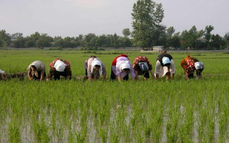  احتمال افزایش عجیب قیمت برنج  واردات ۸۰ درصد و مصرف برنج ۵۰ درصد کاهش داشت