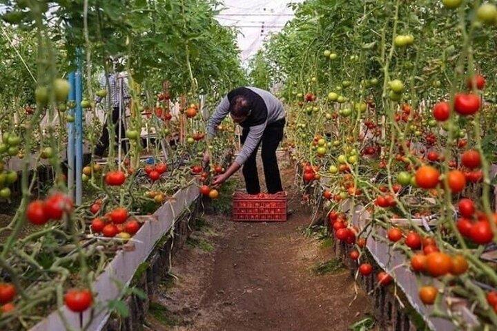 پیش بینی توسعه ۳۰۵۲ هکتاری گلخانه ها در سال ۱۴۰۰ مجری طرح توسعه گلخانه های وزارت جهاد کشاورزی اعلام کرد