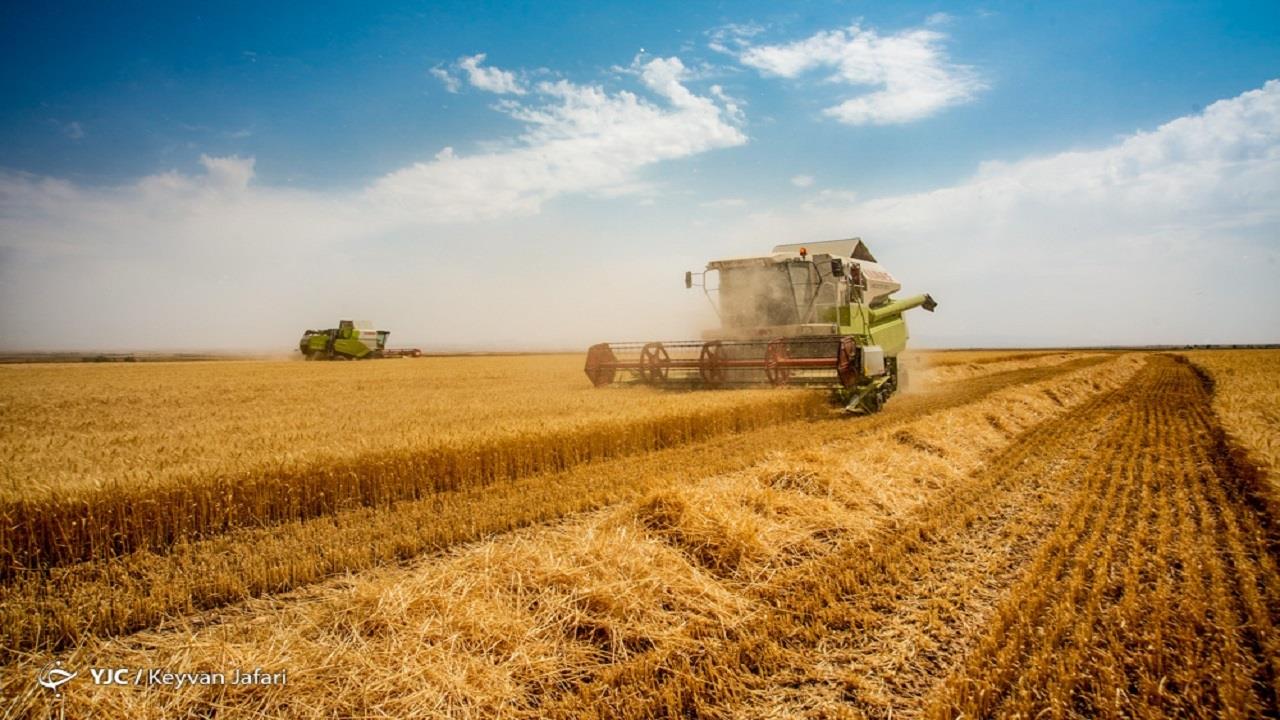 نرخ خرید تضمینی گندم برای سال آینده تصویب شد   خرید تضمینی ۴ میلیون و ۶۰۰ هزار تن گندم از کشاورزان