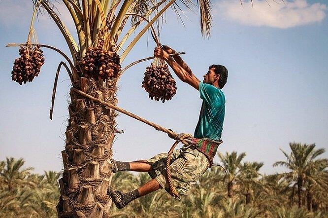 هند؛ خریدار ۴۰ درصد از خرمای صادراتی بم پیش بینی کاهش ۳۰ درصدی برداشت خرما