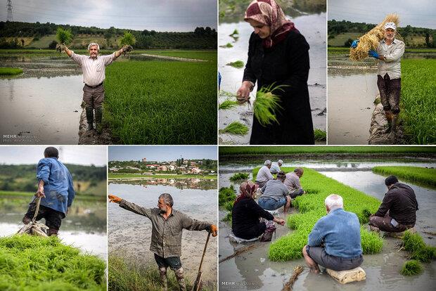 دلواپسی‌ شالی‌کاران تمامی ندارد!  سایه دلالان بر سرِ شالیزارها