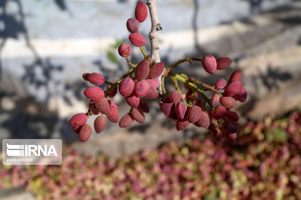 به‌علت خشکسالی امسال رخ داد  کاهش ۵۰ درصدی تولید پسته در رفسنجان