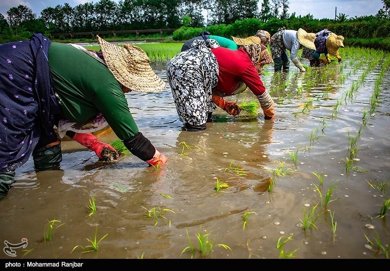 هزینه تولید هر کیلو برنج ایرانی به ۴۲ هزار تومان رسید عضو شورای مرکزی نظام صنفی کشاورزی ایران: 