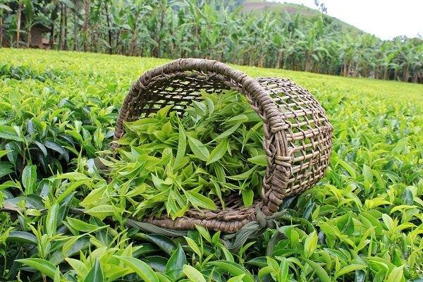 ارزش ۳۱۸ میلیارد دلاری بازار جهانی چای تا ۲۰۲۵   سکوی نهم تولید چای ۲۰۲۰ از آن ایران است