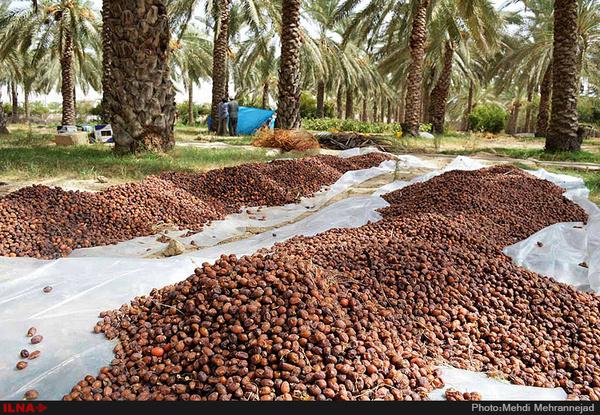  افزایش ۱۰ تا ۱۵ درصدی قیمت خرید خرما از نخلستان‌داران تکرار هر ساله فساد خرما در انبارهای دولتی 