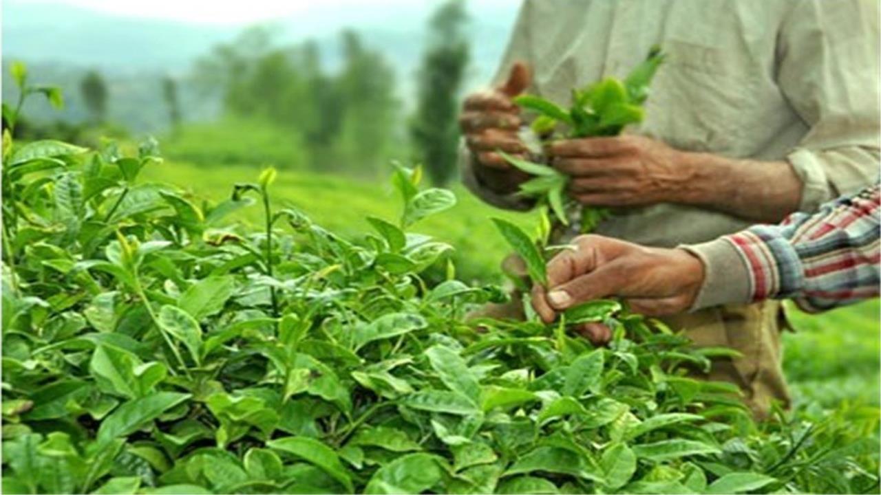 پرداخت ۷۳ درصد مطالبات چایکاران  خرید برگ سبز چای از ۱۱۹ هزار و ۵۹۶ تن گذشت