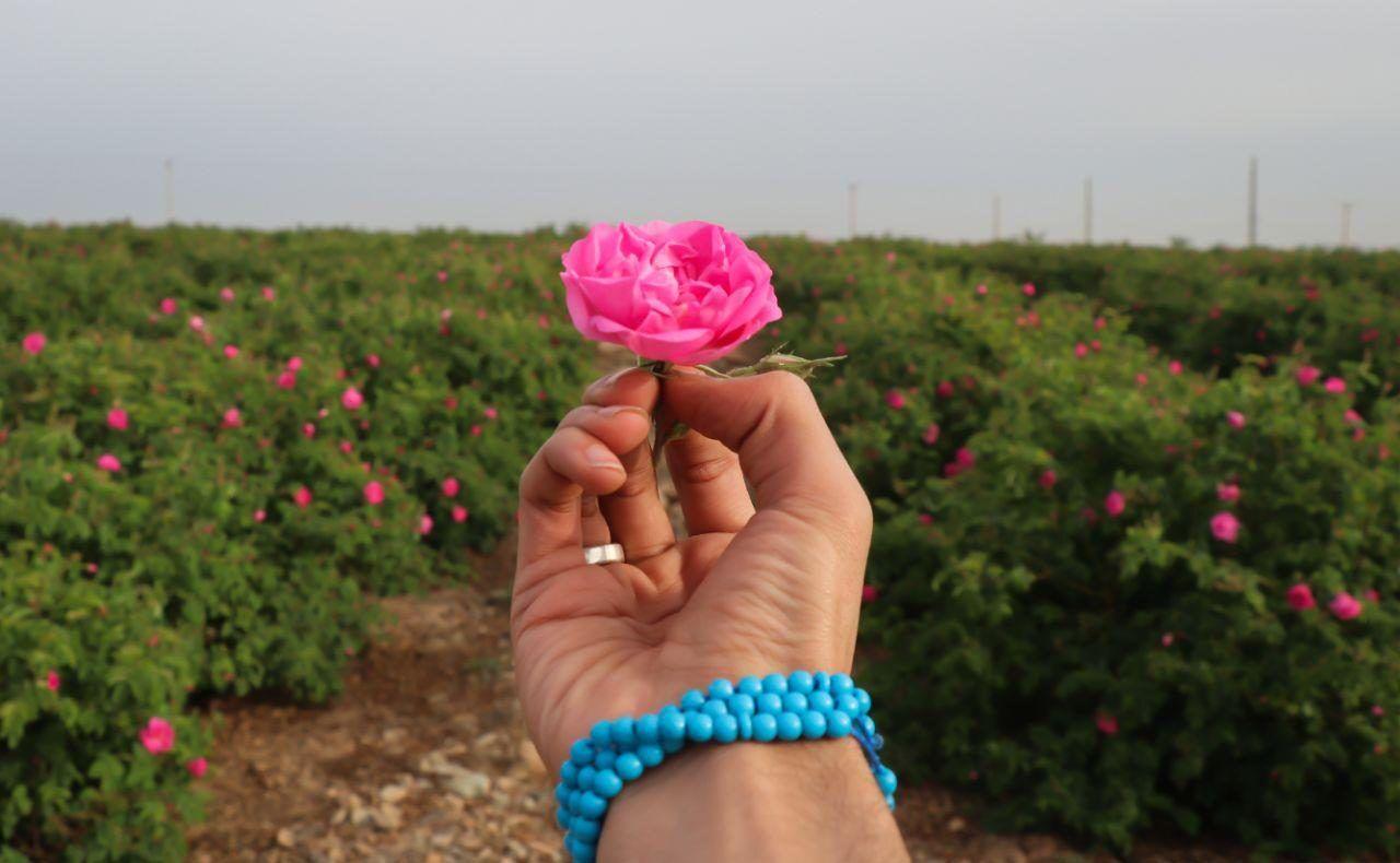 دبیر همایش بین‌المللی گل محمدی: ایران پارسال رتبه نخست صادرات اسانس گل محمدی کسب کرد