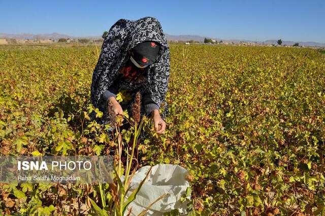  پیش‌بینی برداشت۱۰۰۰ تُن پنبه در دهلران