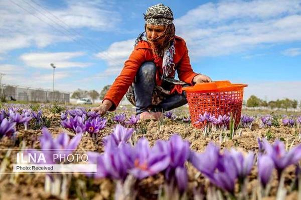  افزایش ۲۱.۵ درصدی صادرات زعفران ۱۵ درصد ارزش افزوده صادرات به کشور بازنمی‌گردد 