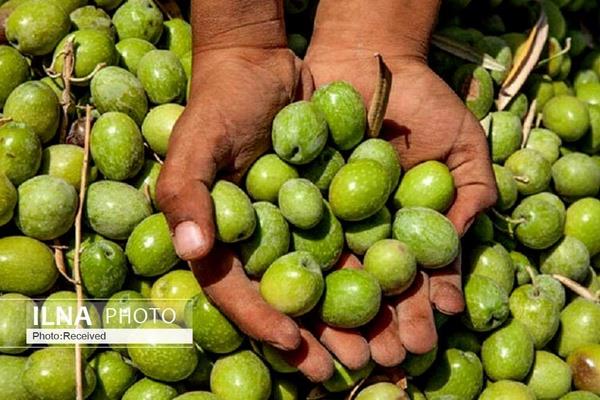 روغن‌هاى تقلبى در ملاعام به فروش می‌رسند   کاهش ۲۵ درصدی تولید زیتون به دلیل خشکسالی