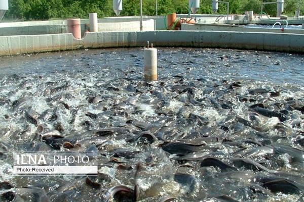  خشکسالی تولید ماهی را ۲۰ هزار تن کاهش داد  تولیدکنندگان ماهی‌ را زودتر روانه بازار می‌کنند 