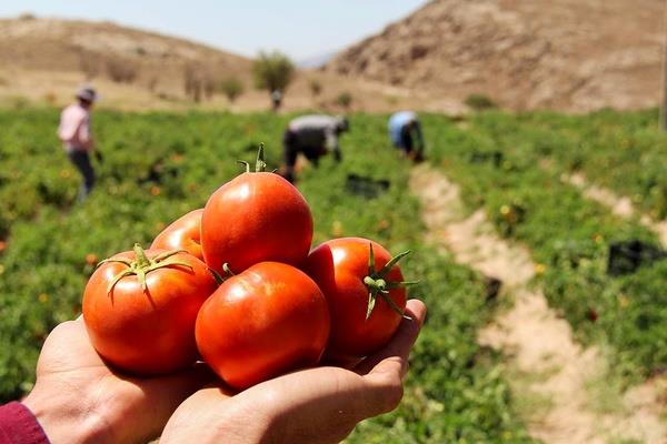  گوجه بهبهان در راه است، قیمت‌ها تعدیل می‌شود  گوجه ایرانی بازار اوراسیا را تصاحب کرد 