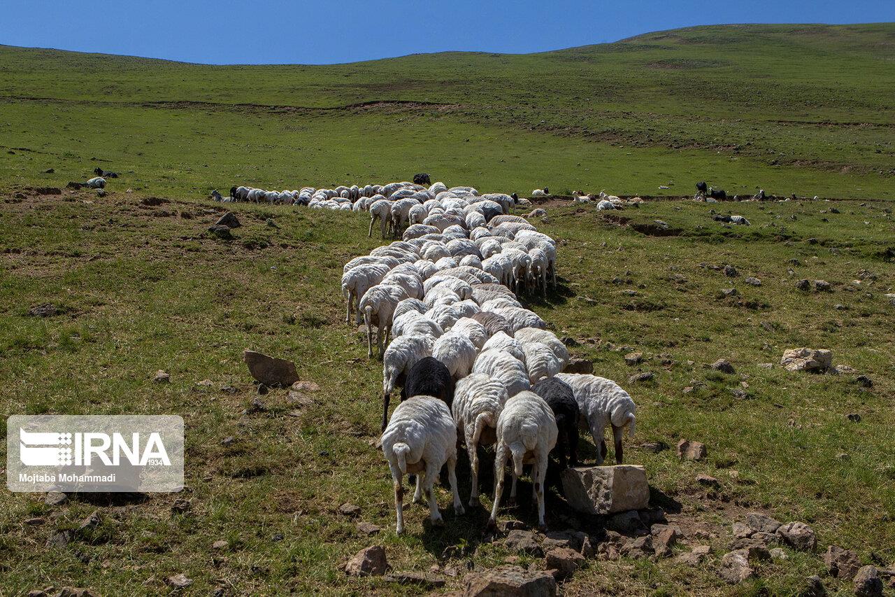 بیش از ۷ میلیون راس دام سبک مازاد در کشور وجود دارد رییس شورای تامین دام مطرح کرد: