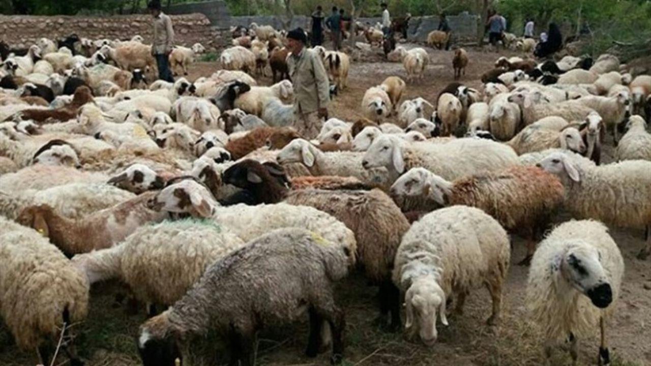  کشتار دام‌های آبستن بی سر و صدا ادامه دارد 