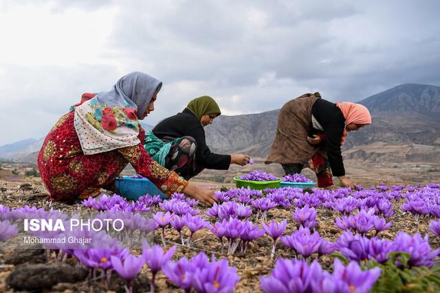 ایجاد زنجیره تولید با دانش‌بنیان‌ها بیم و امیدها با شروع فصل برداشت گل زعفران