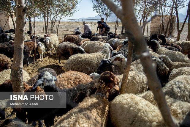 یک میلیون دامدار ترک فعالیت کردند کاهش سهمیه نهاده های دولتی 