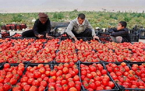  گرانی رب ربطی به گرانی گوجه ندارد 