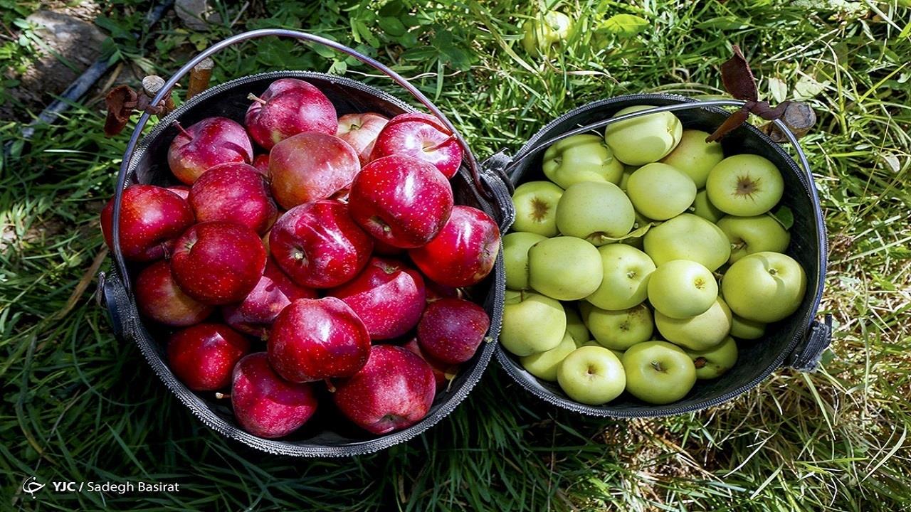 رشد ۲۵ درصدی تولید سیب و انار  ۵۰ درصد تولید سیب مازاد بر نیاز کشور است 