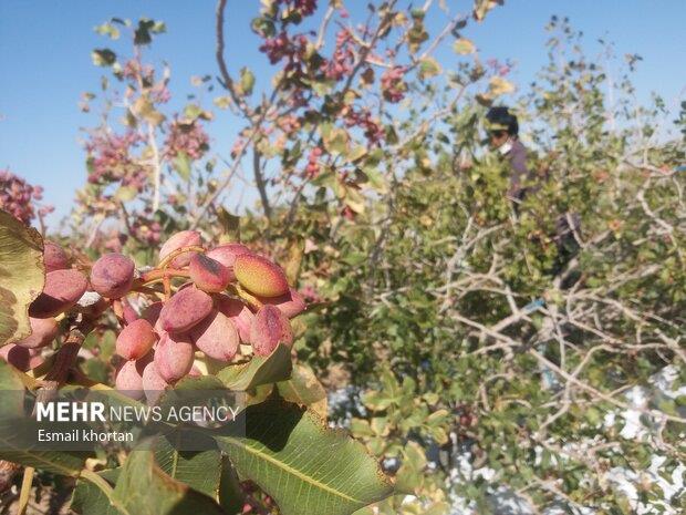   عده‌ای خواستار خشکاندن باغات پسته رفسنجان شده‌اند