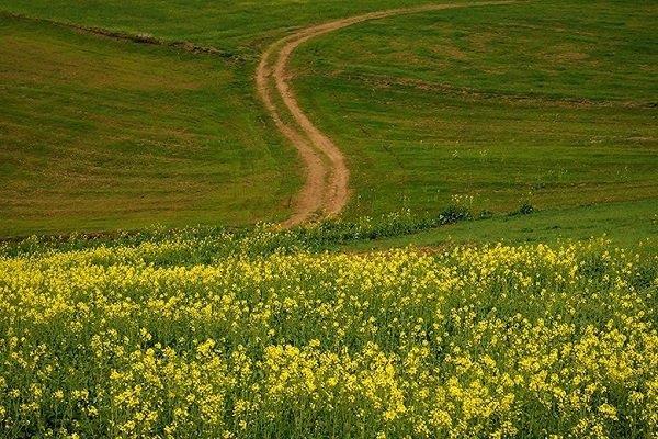 یک مقام مسئول اعلام کرد؛ آغاز خرید تضمینی دانه‌ روغنی سویا از کشاورزان