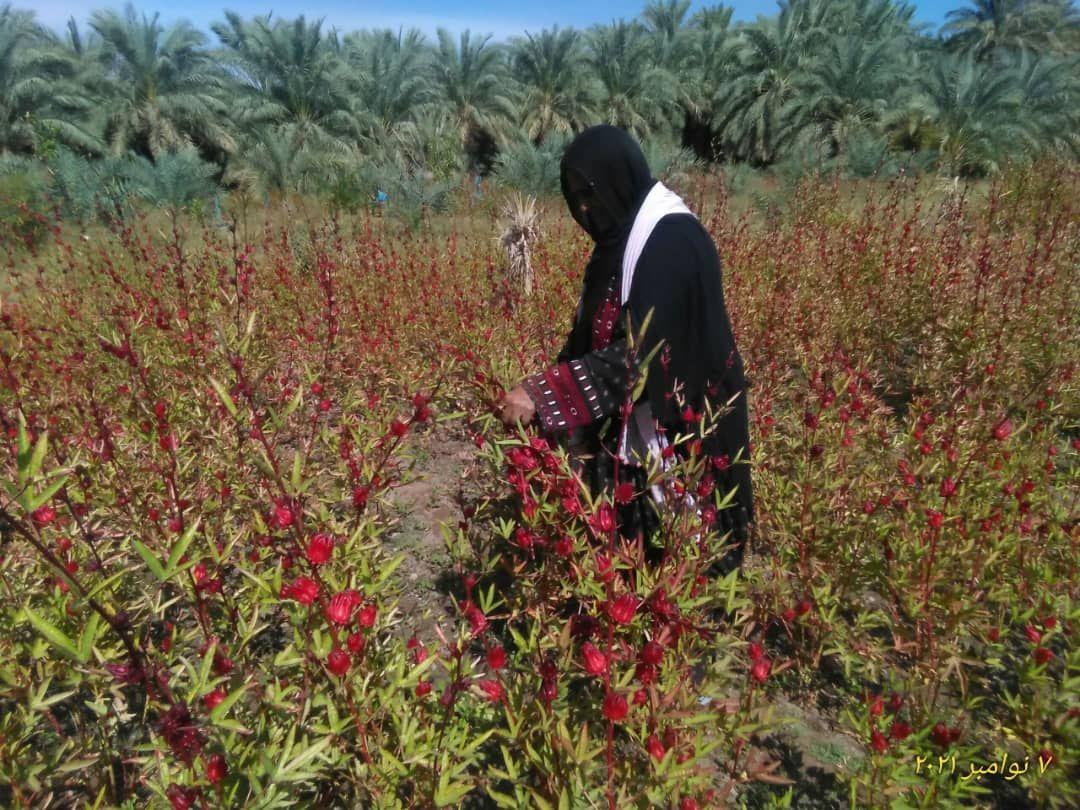 محصولی بی رقیب، از سودش بی نصیب سیستان و بلوچستان قطب چای ترش کشور