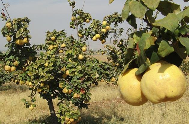  افزایش ۱۵ درصدی برداشت بِه در نطنز