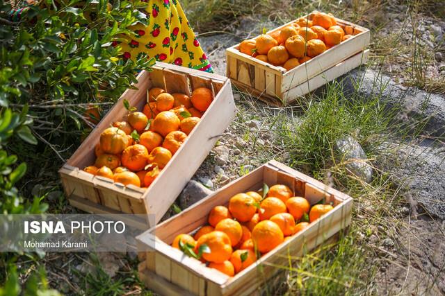  صادرات ۱۹ تن نارنگی از جویبار به روسیه