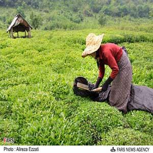  تحقیق و تفحص از سازمان چای نهایی شد