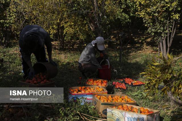  پیش‌بینی برداشت ۱۶۸ تن خرمالو در خفر