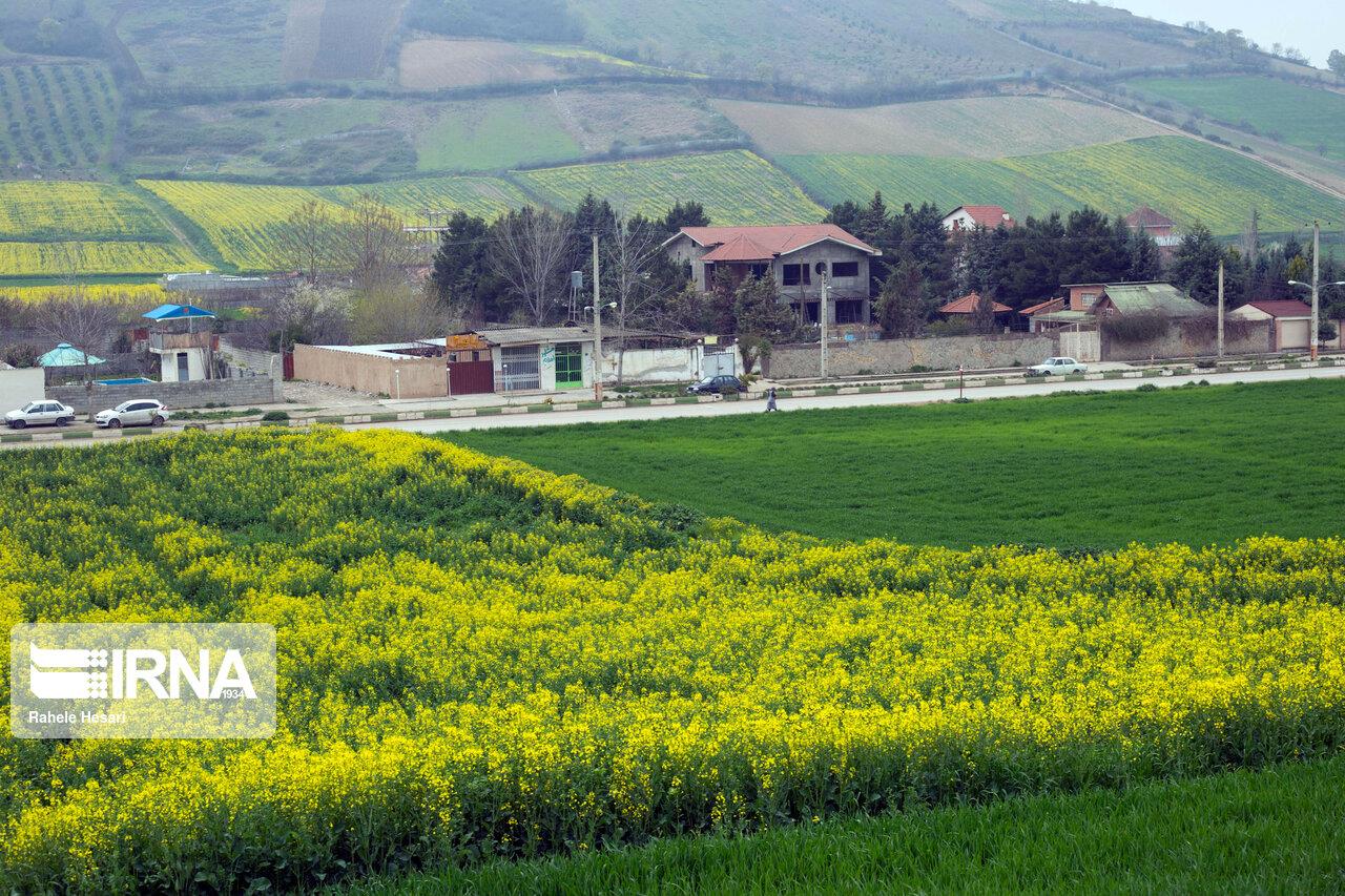 تغییرات اقلیمی ، متهم اصلی  کاهش مداوم سطح زیر کشت کلزا در مازندران با تغییرات اقلیمی