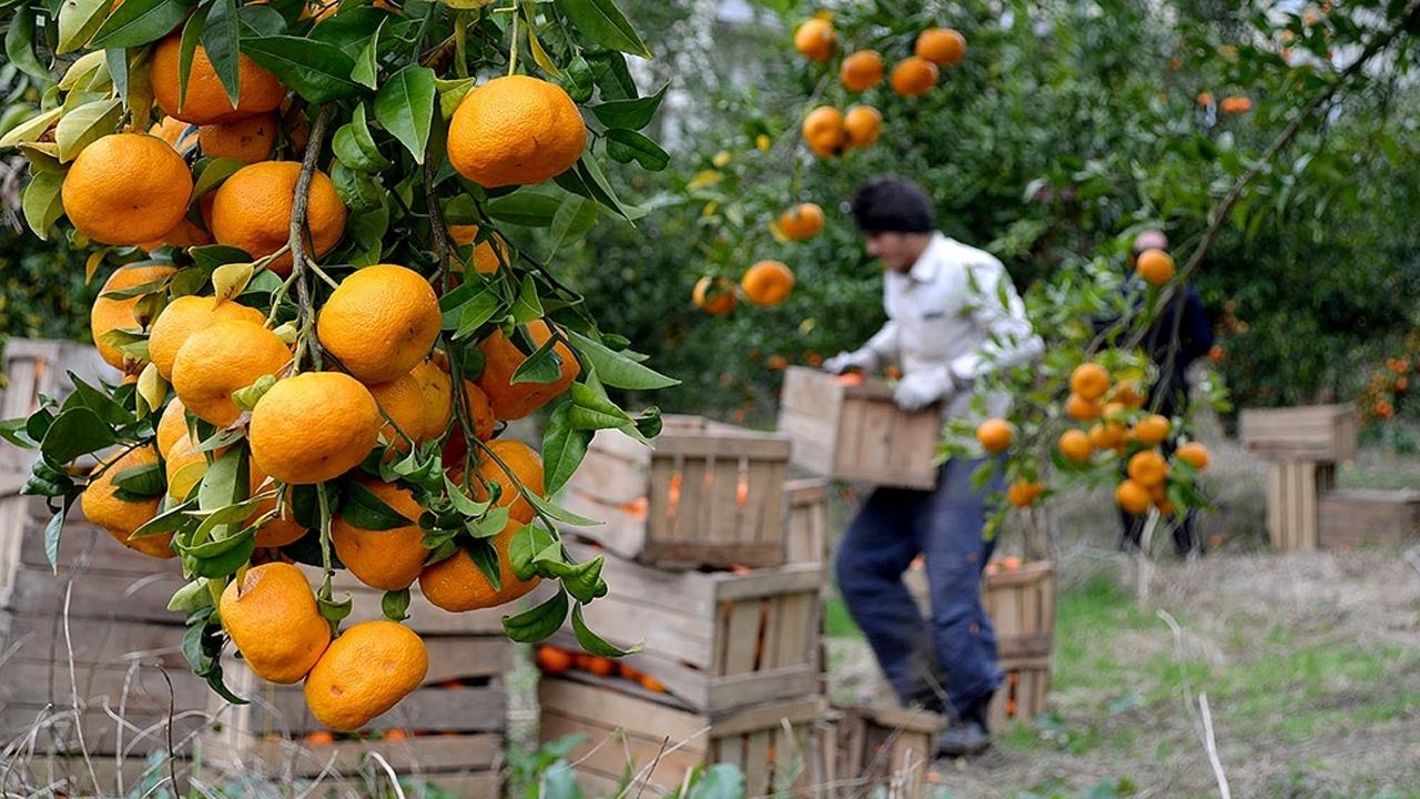  پیش بینی رشد ۱۰ درصدی تولید مرکبات 