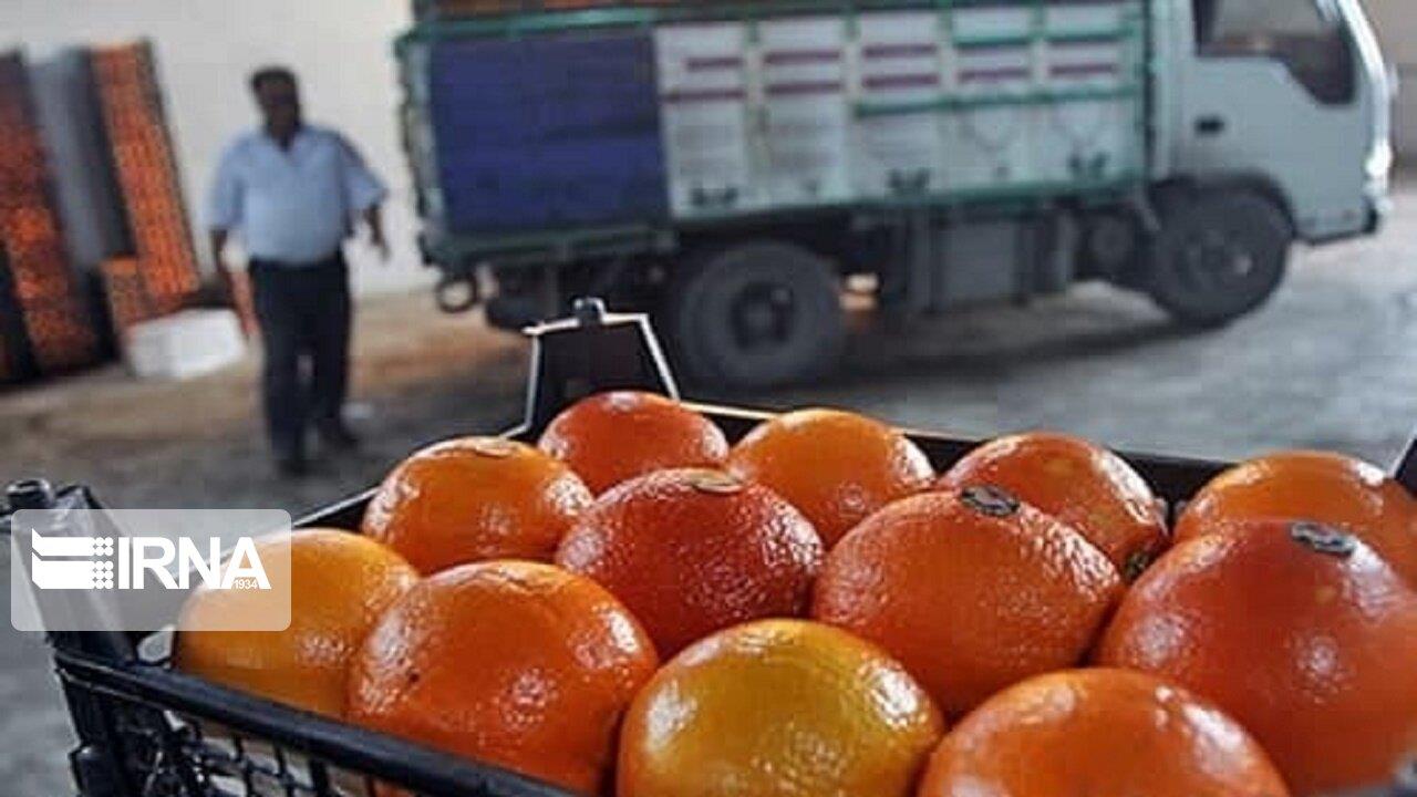  پرتقال مازندران میوه جشن کریسمس همسایگان شمالی شد 