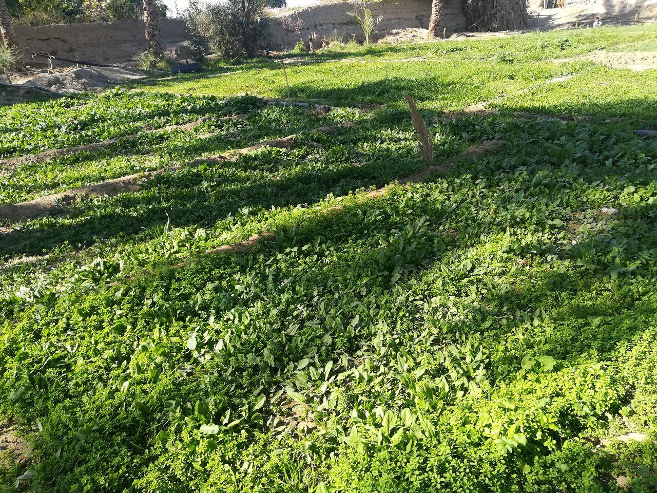  سالانه افزون بر ٨٠ تن سبزیجات در روستای کتوکان ایرانشهر تولید می‌شود