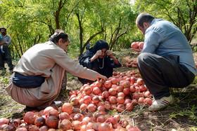  خبر خوش برای کشاورزان