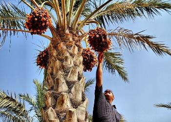 دبیر انجمن خرمای کشور خبر داد: آغاز برداشت رطب از هفته آینده