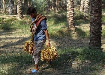 دبیر انجمن خرما: خرمای ایرانی همچنان بی‌مشتری است