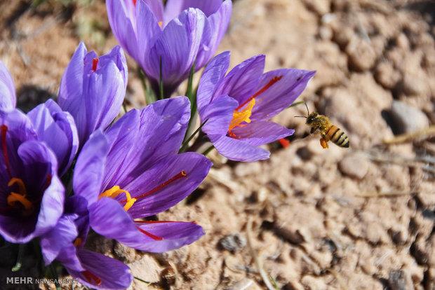 تولید«طلای سرخ» ارگانیک در بروجرد مدیر جهاد کشاورزی بروجرد: