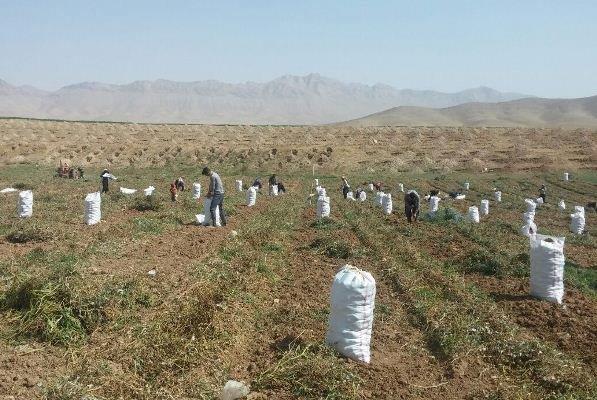 تعریف الگوی کشت مشخص برای تولید کشاورزی نایب رئیس اتحادیه باغداران :