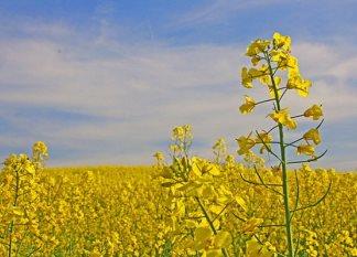 مجری طرح توسعه دانه‌های روغنی: نجات گندم، صنعت مرغ و تخم‌مرغ با استراتژی خوداتکایی 70 درصدی در تولید دانه‌های روغنی