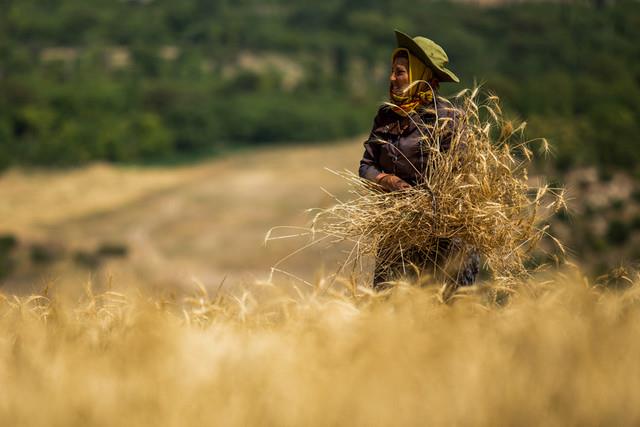 آغاز برداشت گندم احتمال تکرار خودکفایی