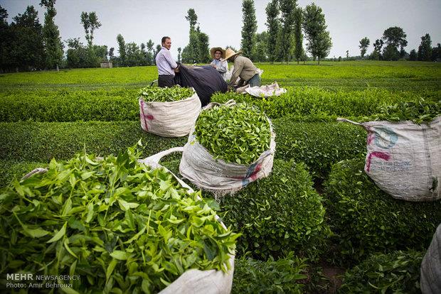  سرمازدگی باغات چای کشور سبب کاهش تولید برگ سبز چای شد.