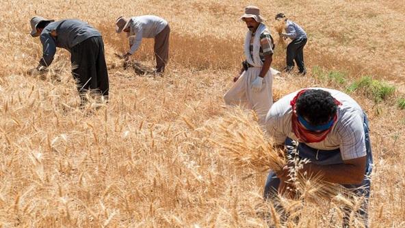 عضو کمیسیون کشاورزی مجلس: گندمکاران سود تاخیر پرداخت بهای گندم خود را از دولت می گیرند