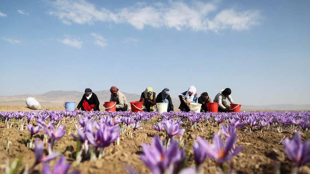 در راستای ابلاغ وزارت جهاد کشاورزی صورت گرفت؛  خرید توافقی زعفران در بورس کالای ایران