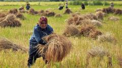 وزیر جهاد کشاورزی: بازار برنج تحرک خوبی دارد / محدودیت کاشت برنج خارج از استان های شمالی