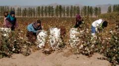   برداشت پنبه و آفتابگردان در گلستان آغاز شد